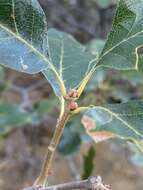 Image of Oregon white oak