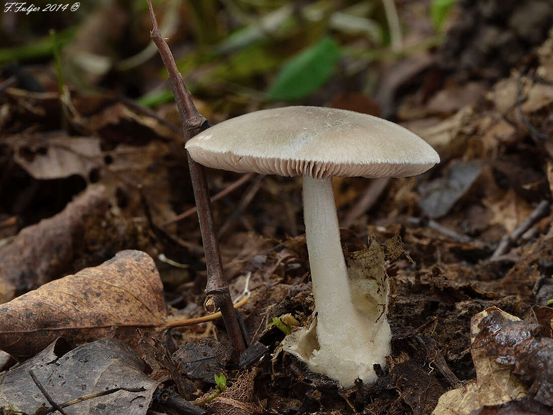 Image of Volvariella caesiotincta P. D. Orton 1974