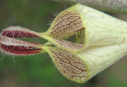 Image of Ceropegia lugardiae N. E. Br.