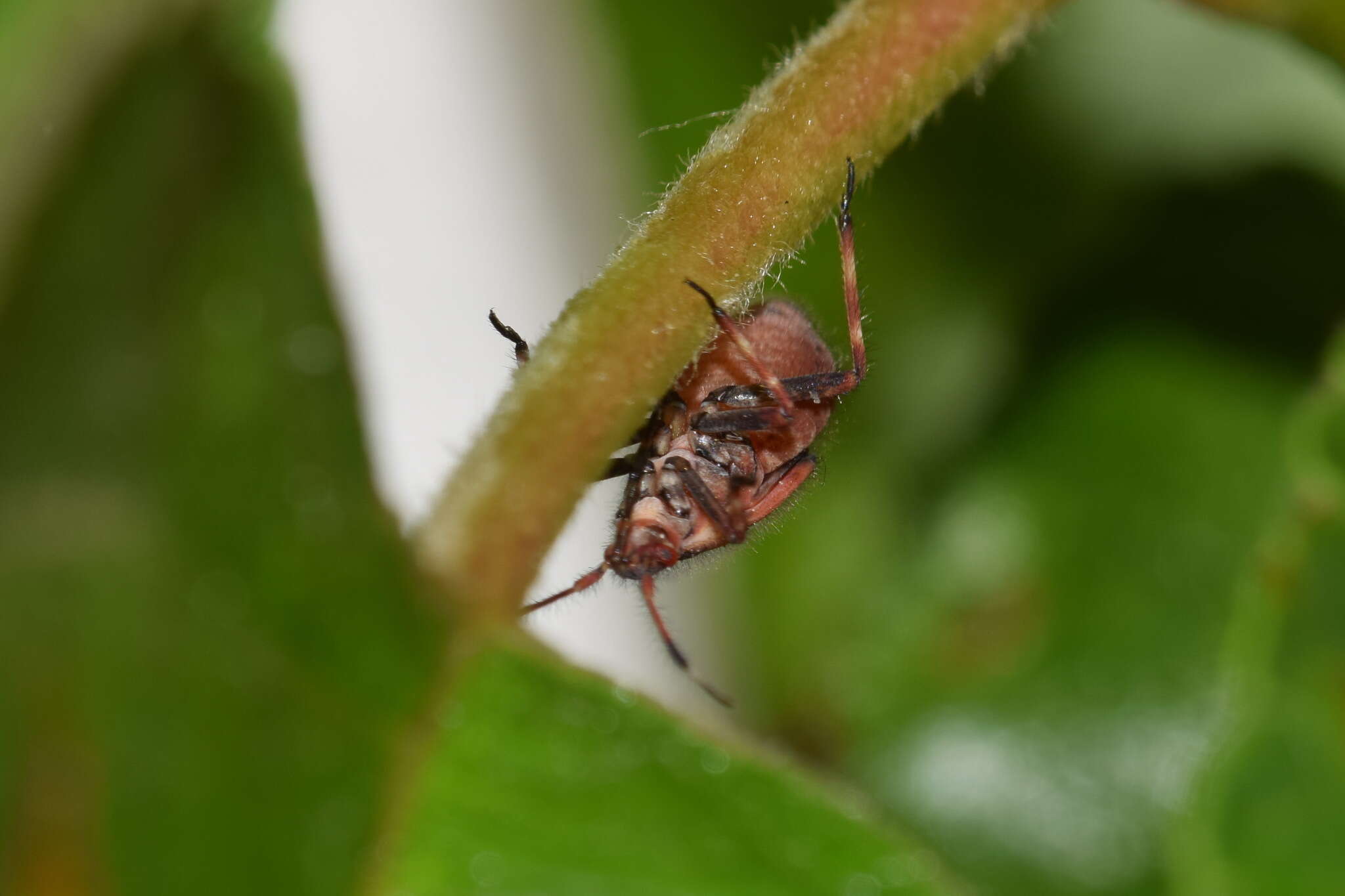 Image of Deraeocoris olivaceus (Fabricius 1777)