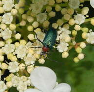 صورة Gaurotes (Carilia) virginea (Linné 1758)