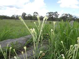 Image of Nicotiana megalosiphon Heurck & Muell.-Arg.