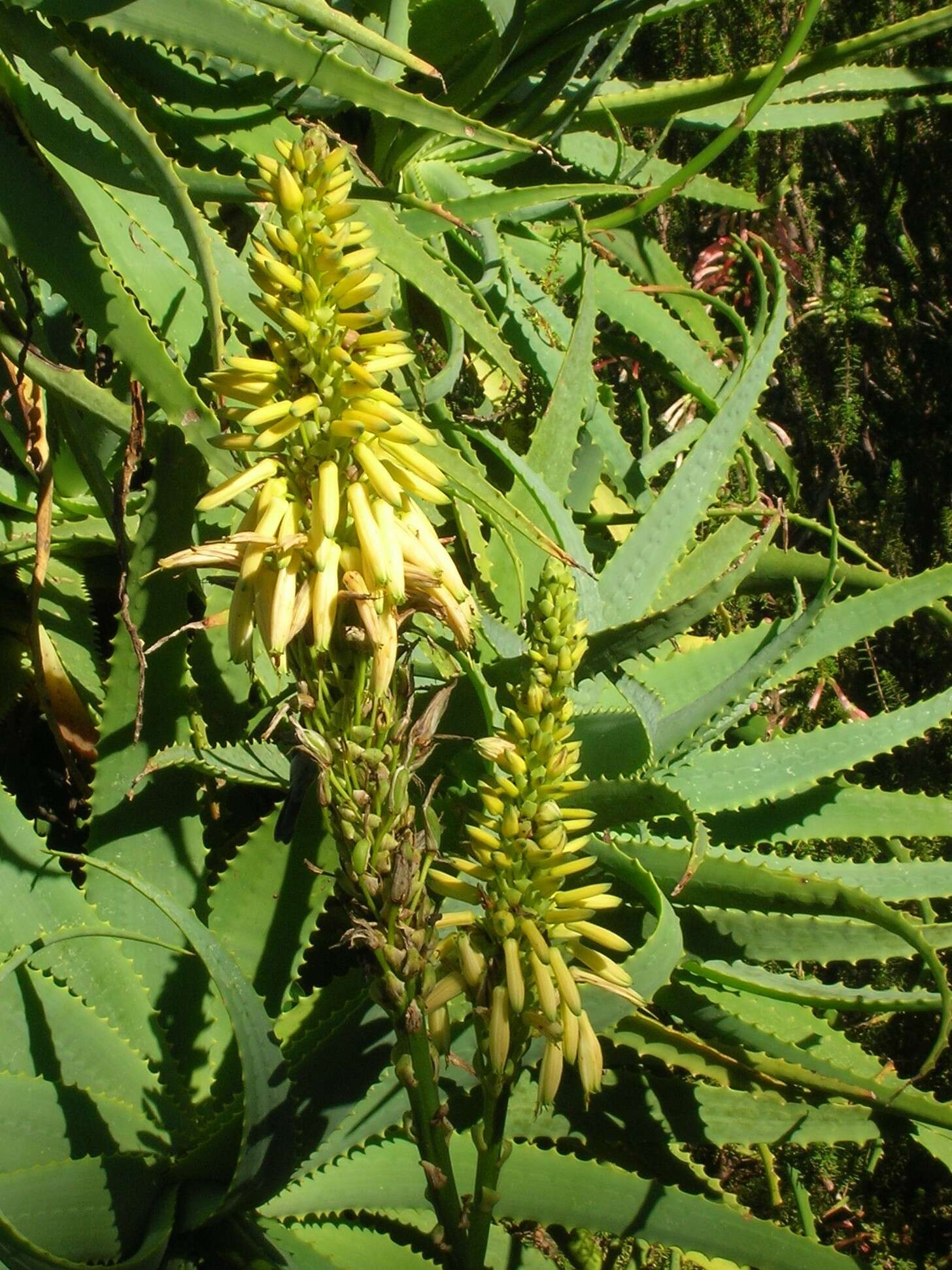 Image of candelabra aloe