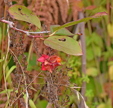 Image of Broad-leaved Spindle