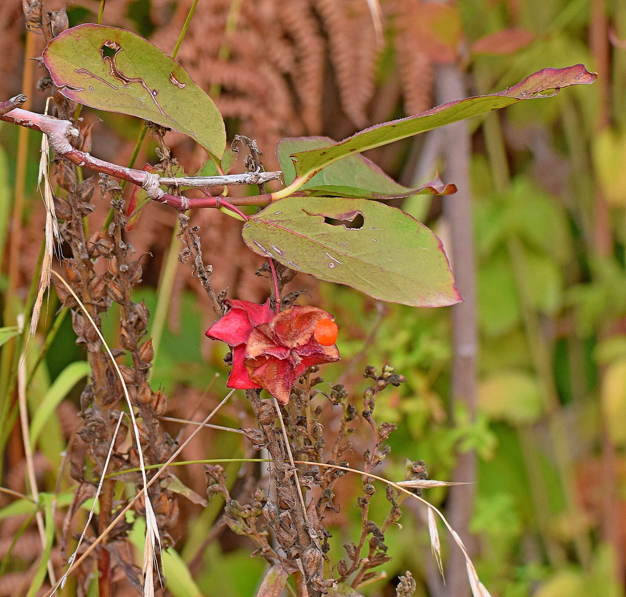 Imagem de Euonymus latifolius (L.) Mill.