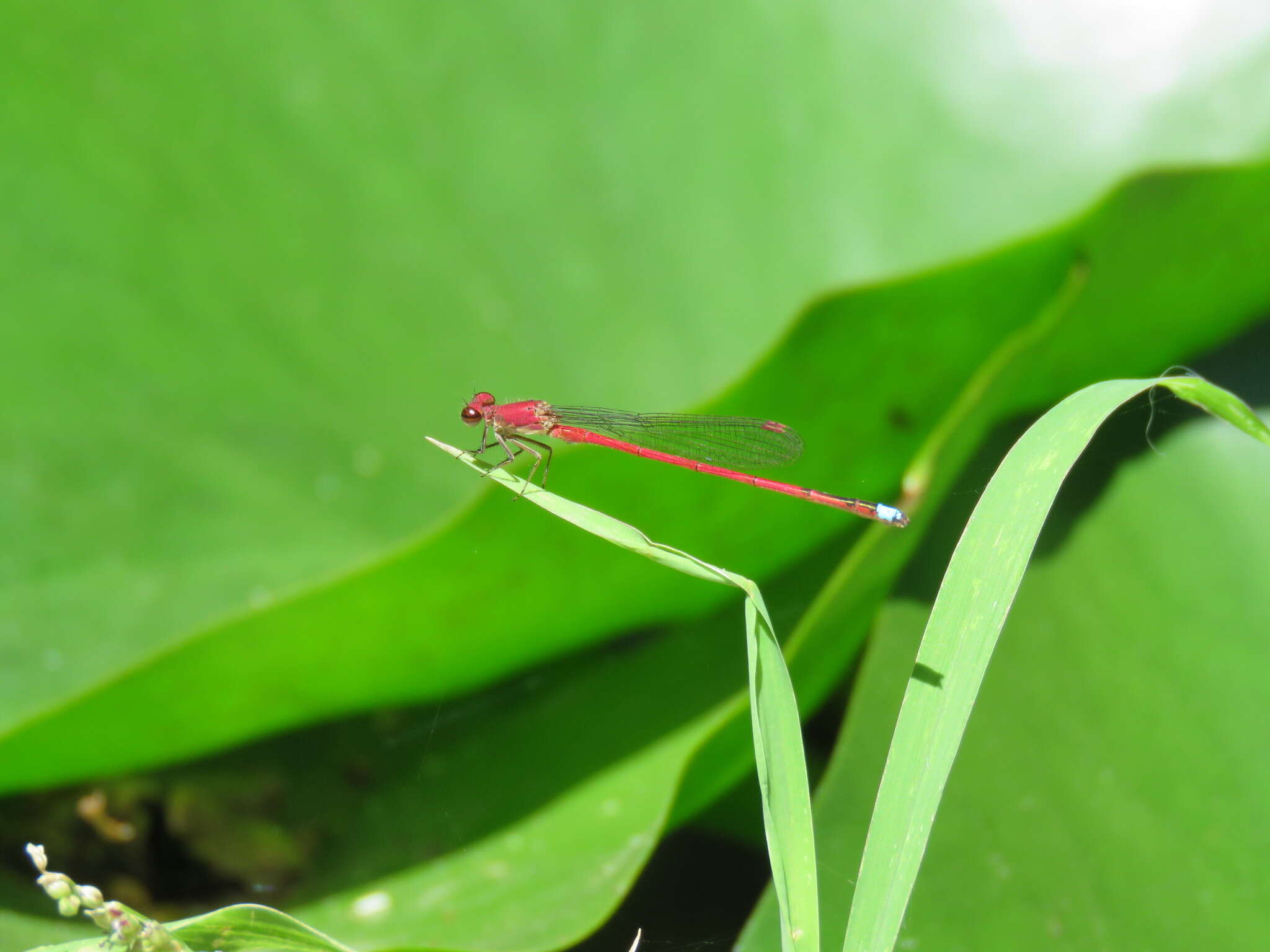 Image of Oxyagrion terminale Selys 1876