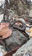 Image of Tasmanian Tree Skink