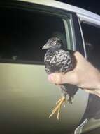 Image of Black-breasted Button-quail