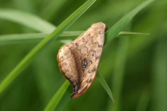 Image of Pebble Hook-tip