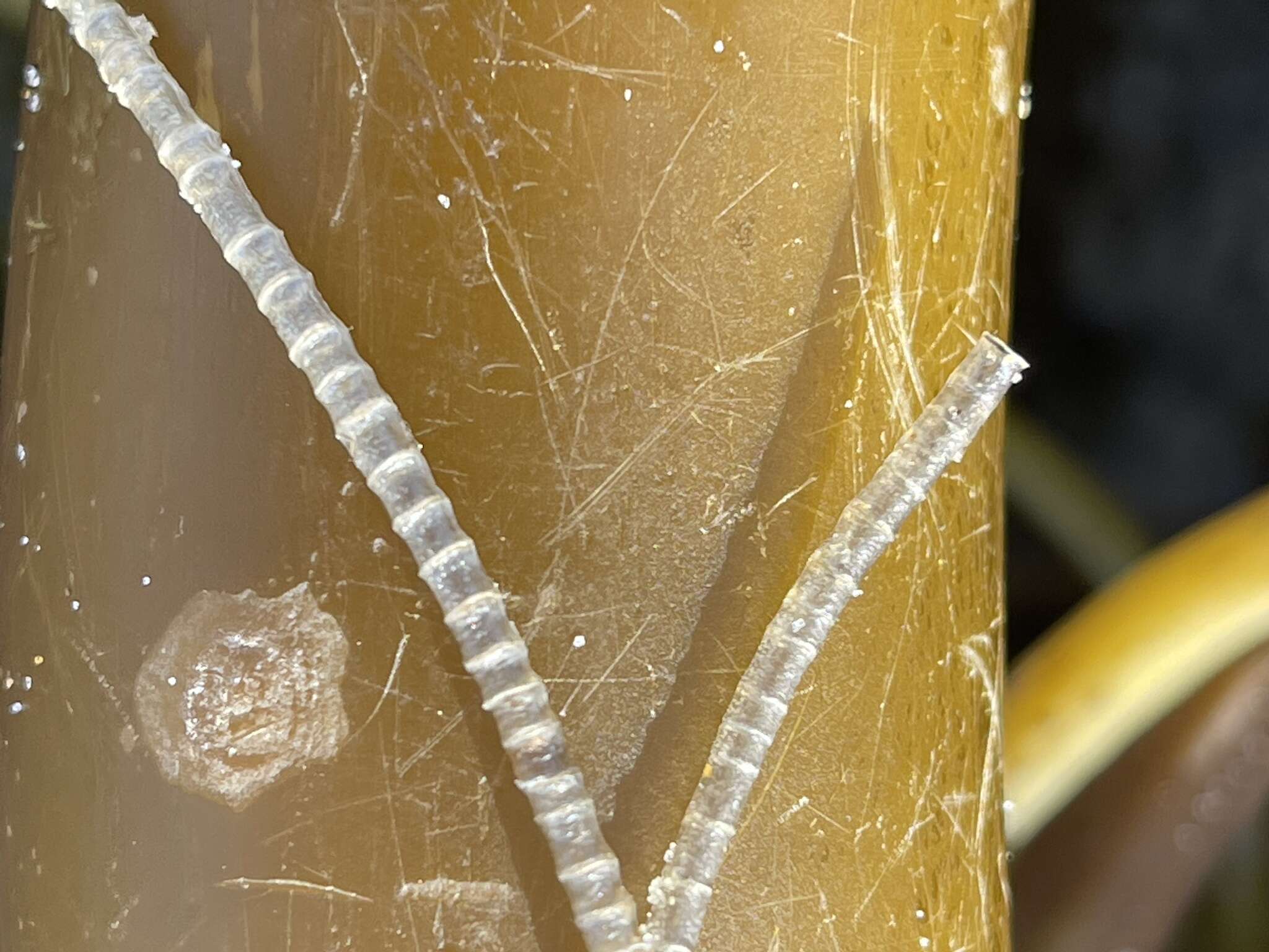 Image of glassy tubeworm