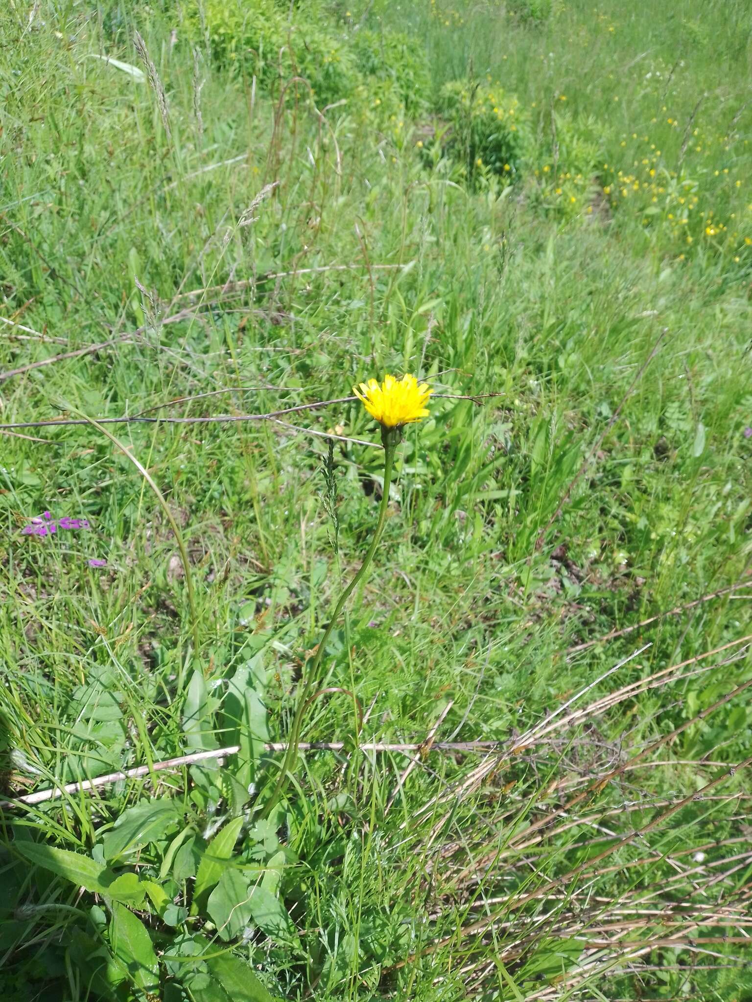 Image of bristly hawkbit