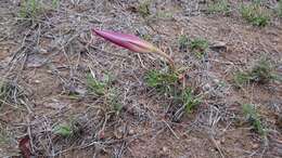 Image of Dwarf crinum