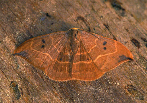 Image of oak hook-tip