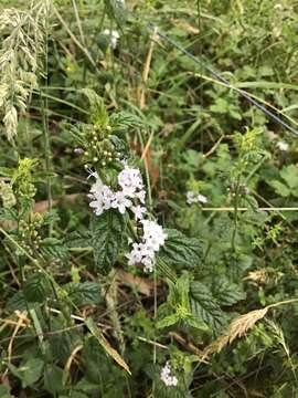 Plancia ëd Mentha laxiflora Benth.