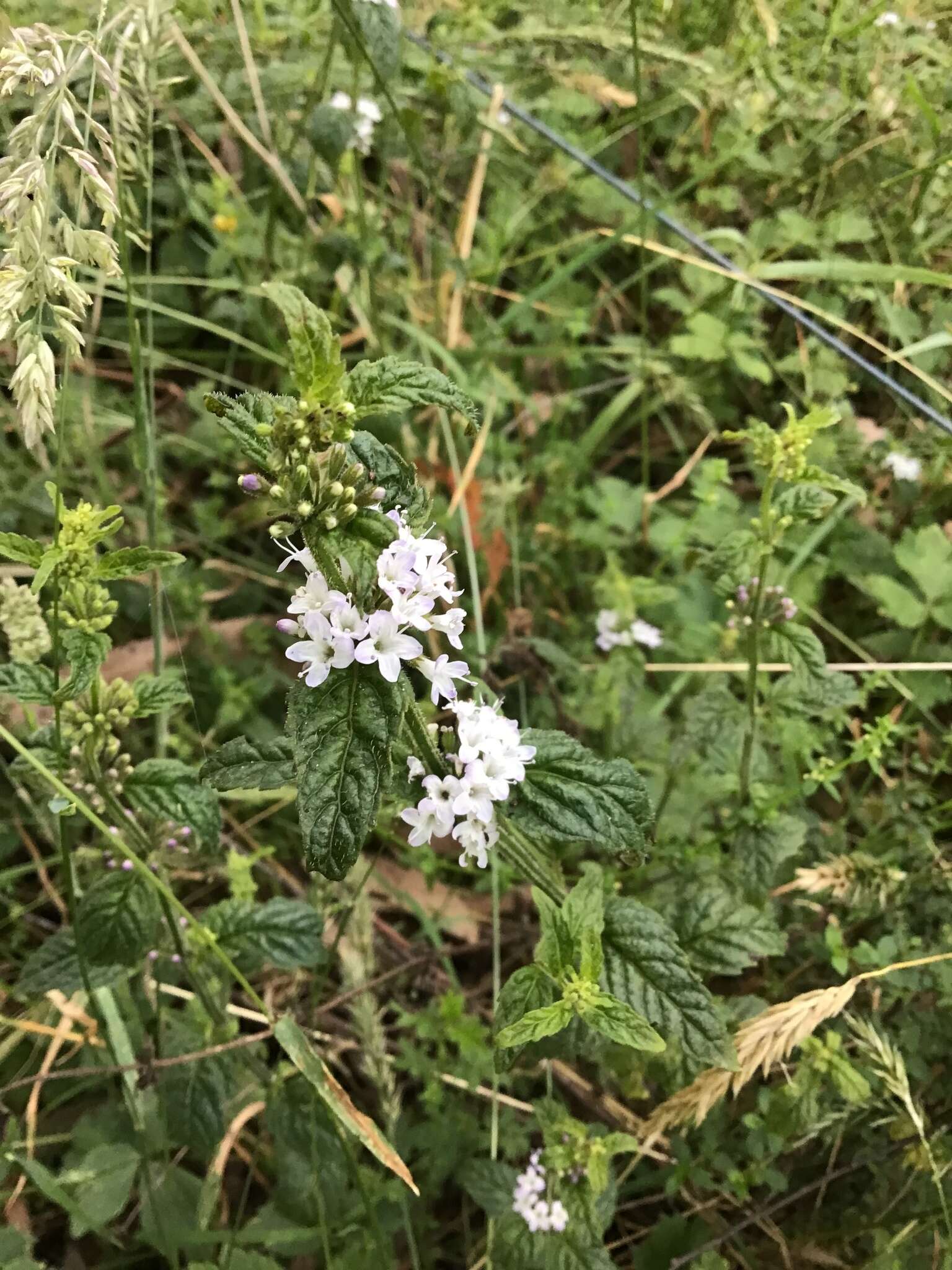 Image of Mentha laxiflora Benth.