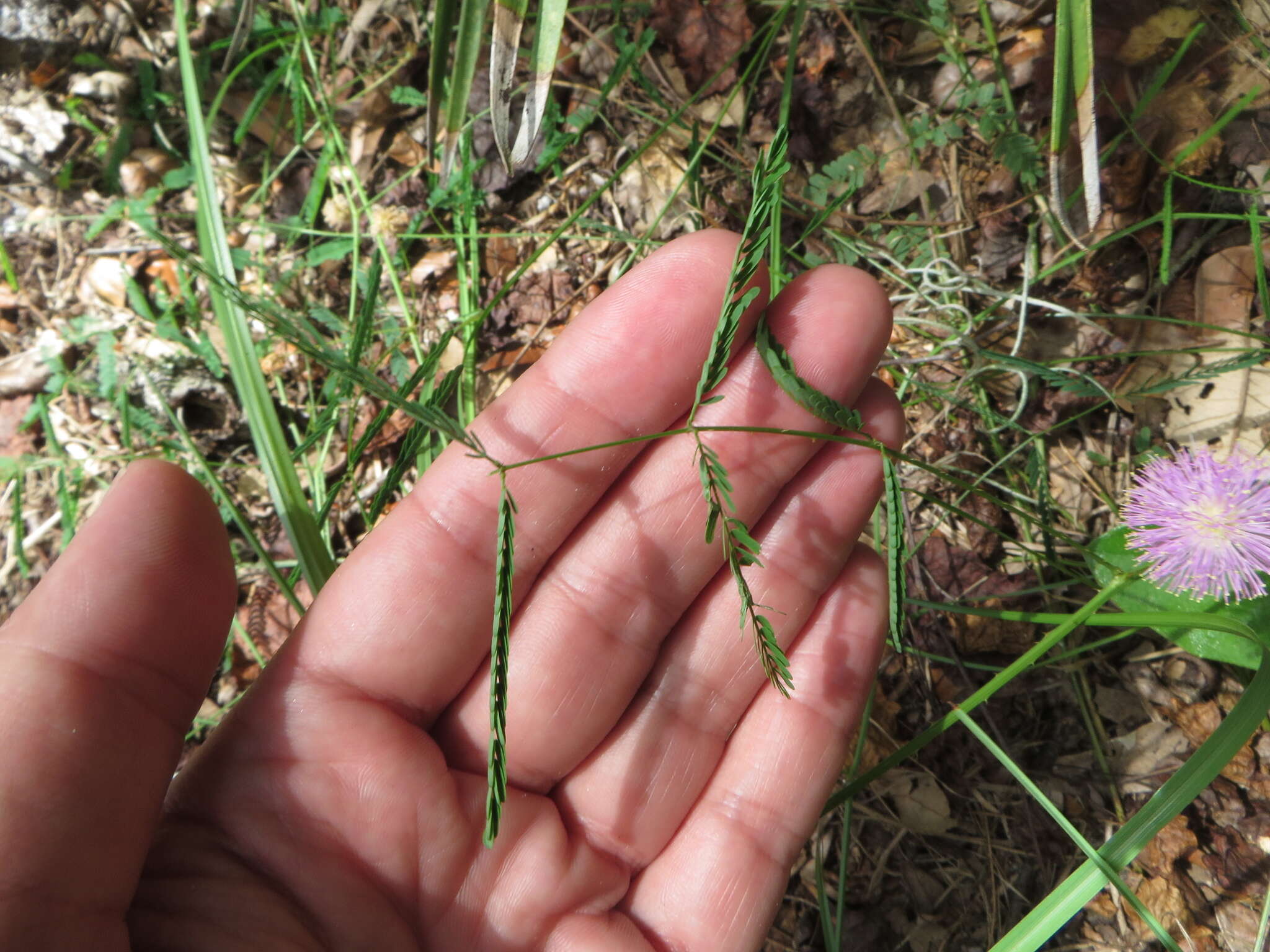 Image of Florida mimosa