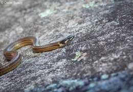 Image of Kinkelin Graceful Brown Snake