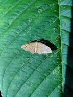 Image of Idaea protensa Butler 1889