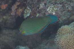 Image of Chain-lined wrasse