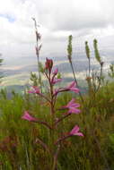 Image de Disa gladioliflora Burch. ex Lindl.