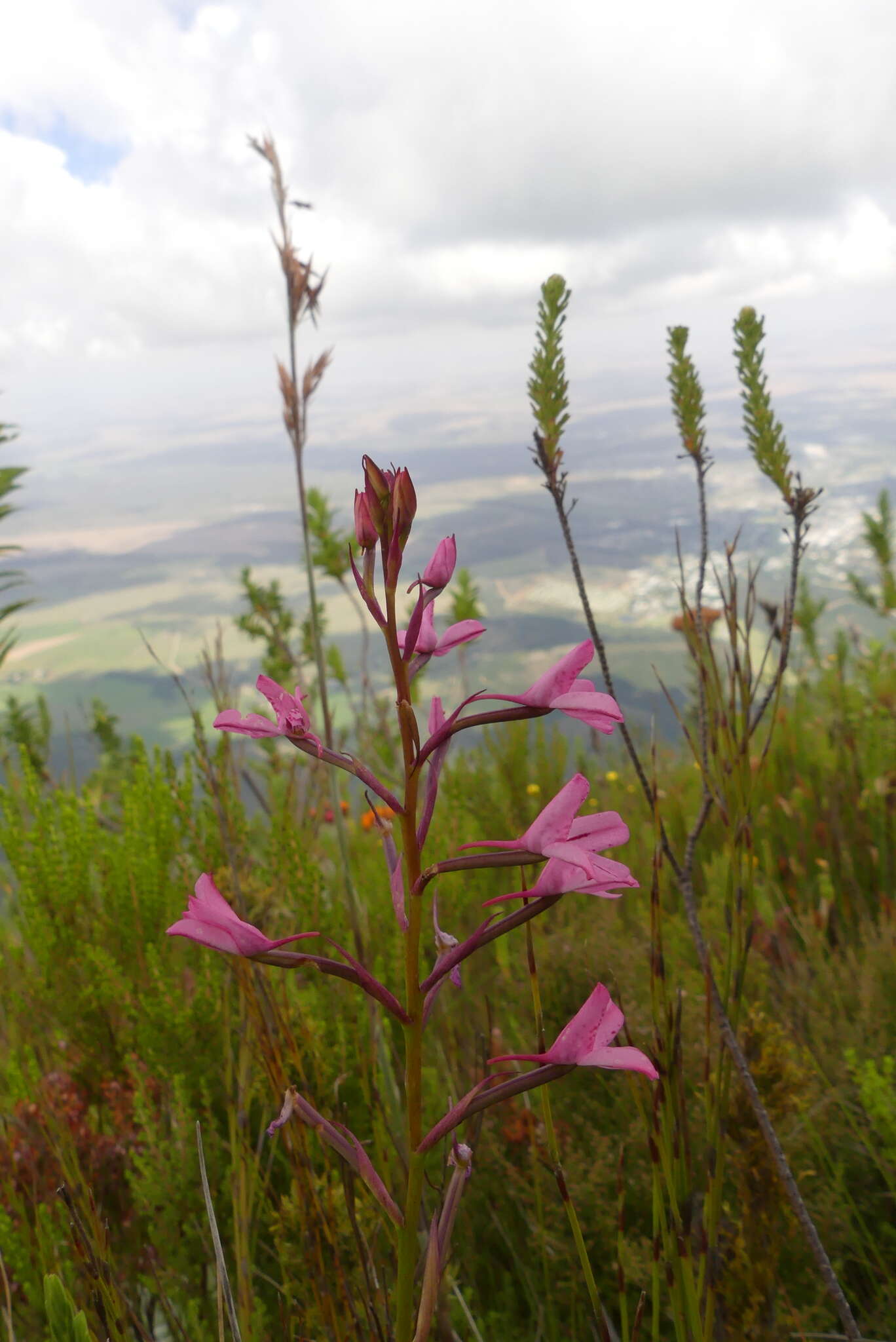 Image de Disa gladioliflora Burch. ex Lindl.