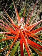 Image of Bromelia balansae Mez