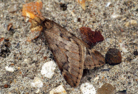 Image of march moth