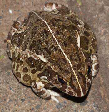 Image of African Bullfrog