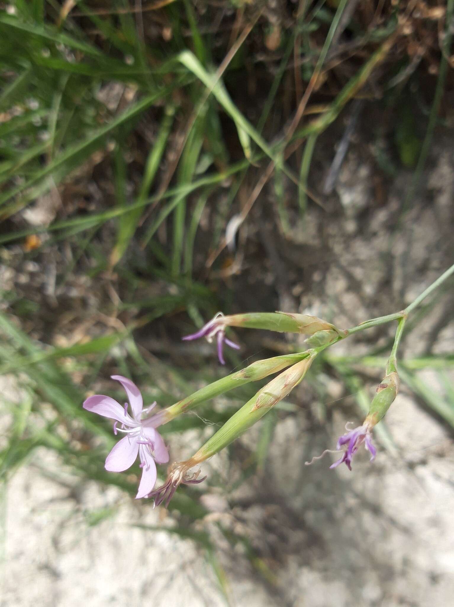 Image of Dianthus ciliatus Guss.