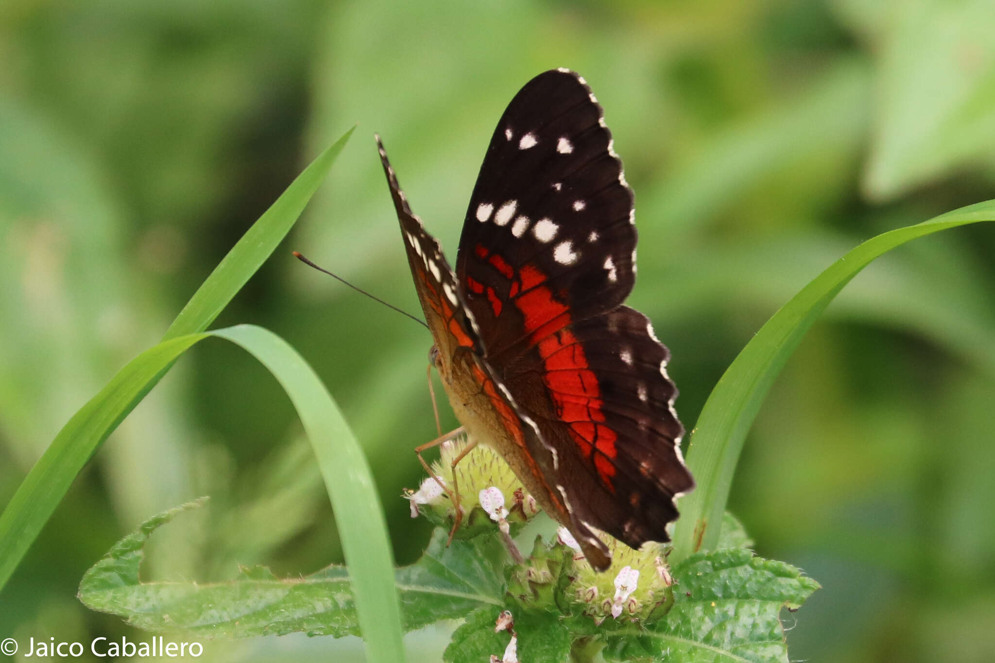 Plancia ëd Anartia amathea Linnaeus 1758