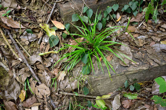 Image of Dwarf Umbrella Grass