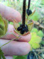 Imagem de Geranium bohemicum L.