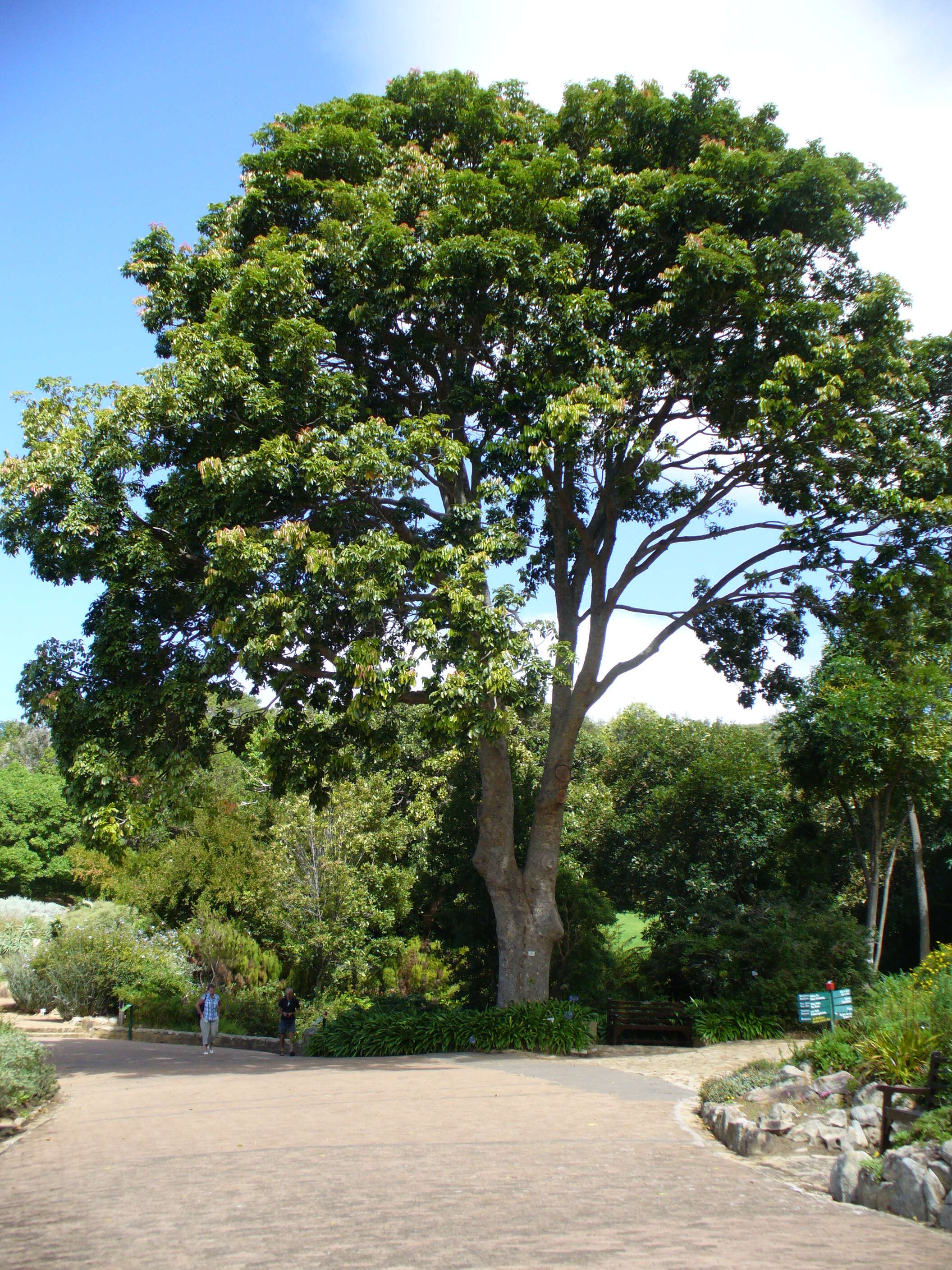 Image of African Mahogany