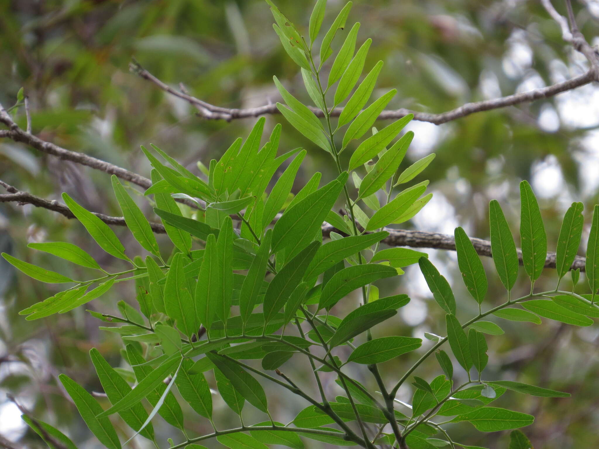 Image of Alectryon ramiflorus S. T. Reynolds