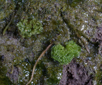 Image of hornwort