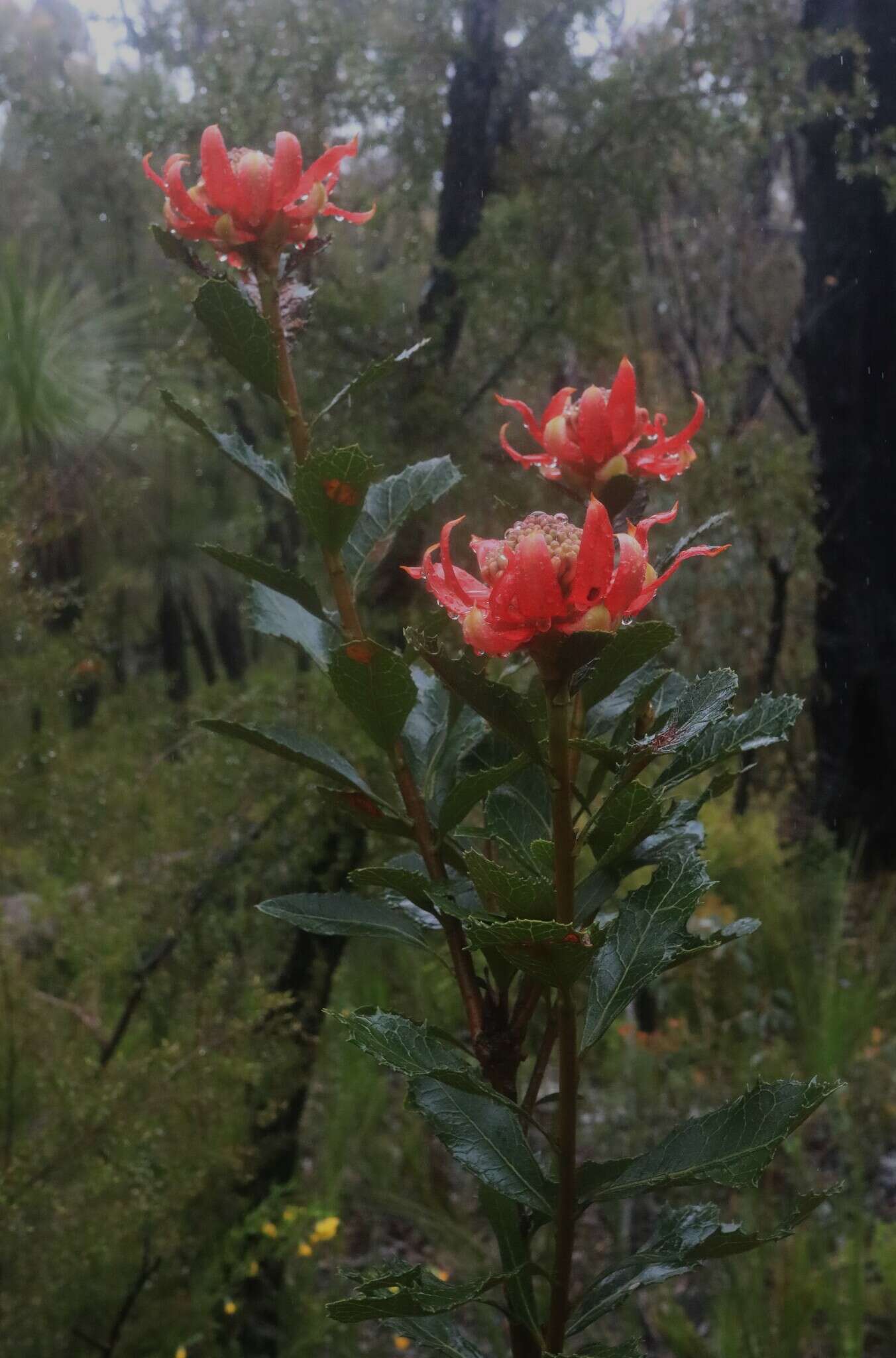 Image of Telopea aspera M. D. Crisp & P. H. Weston