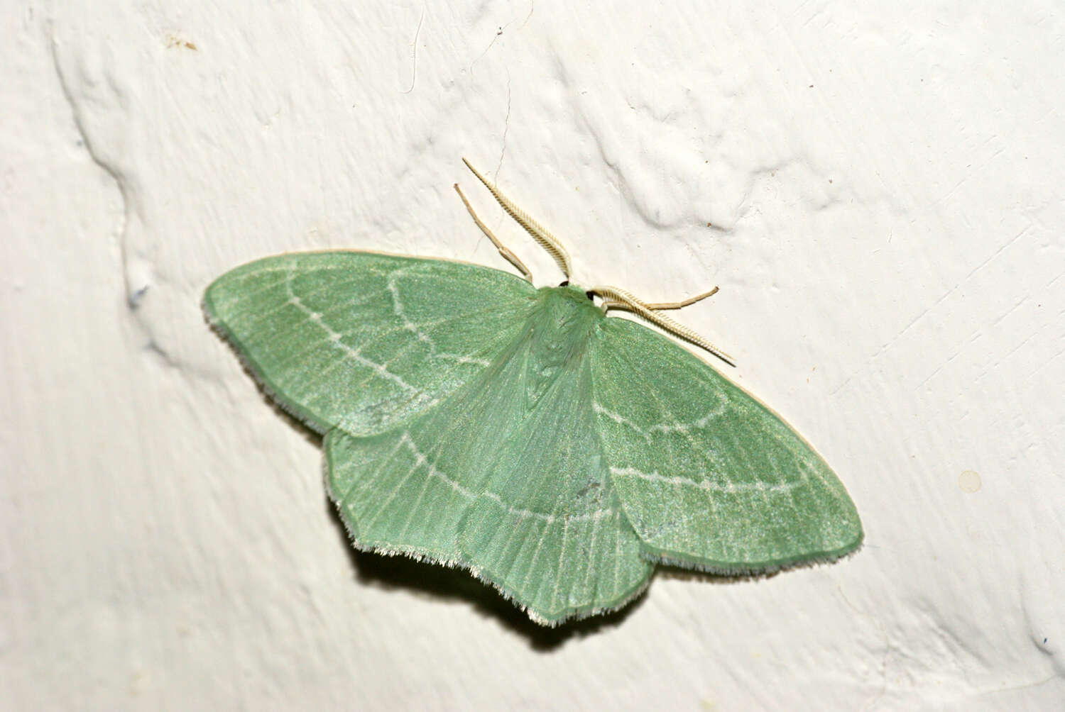 Image of small emerald moth