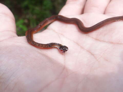 Image of Mexican Brown Snake