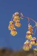 Image of Thalictrum decipiens B. Boiv.