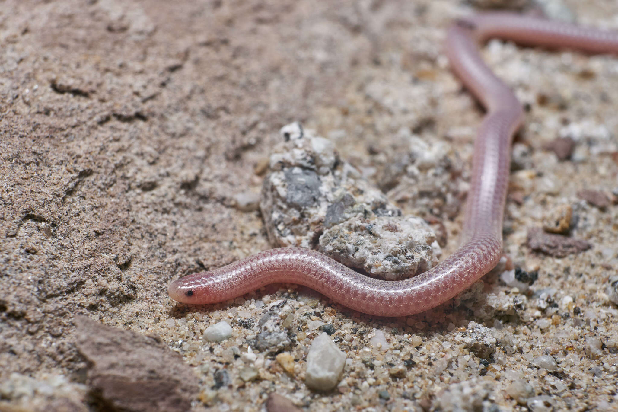 صورة Rena humilis cahuilae (Klauber 1931)