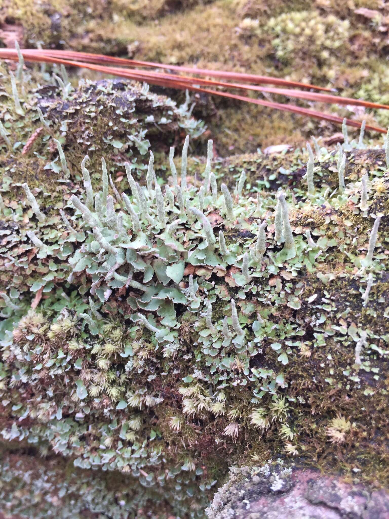 Image of cup lichen