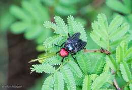 Image of Bromophila