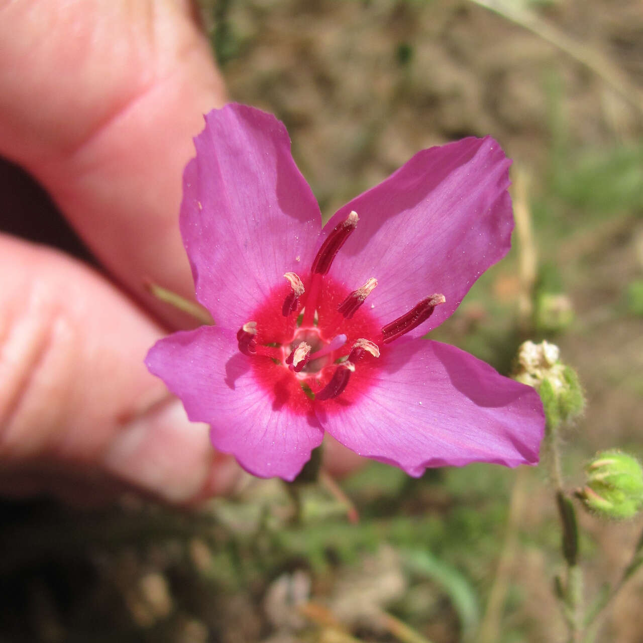 Image of ruby chalice clarkia