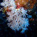 Image of pulse coral
