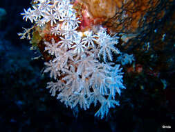Image of pulse coral