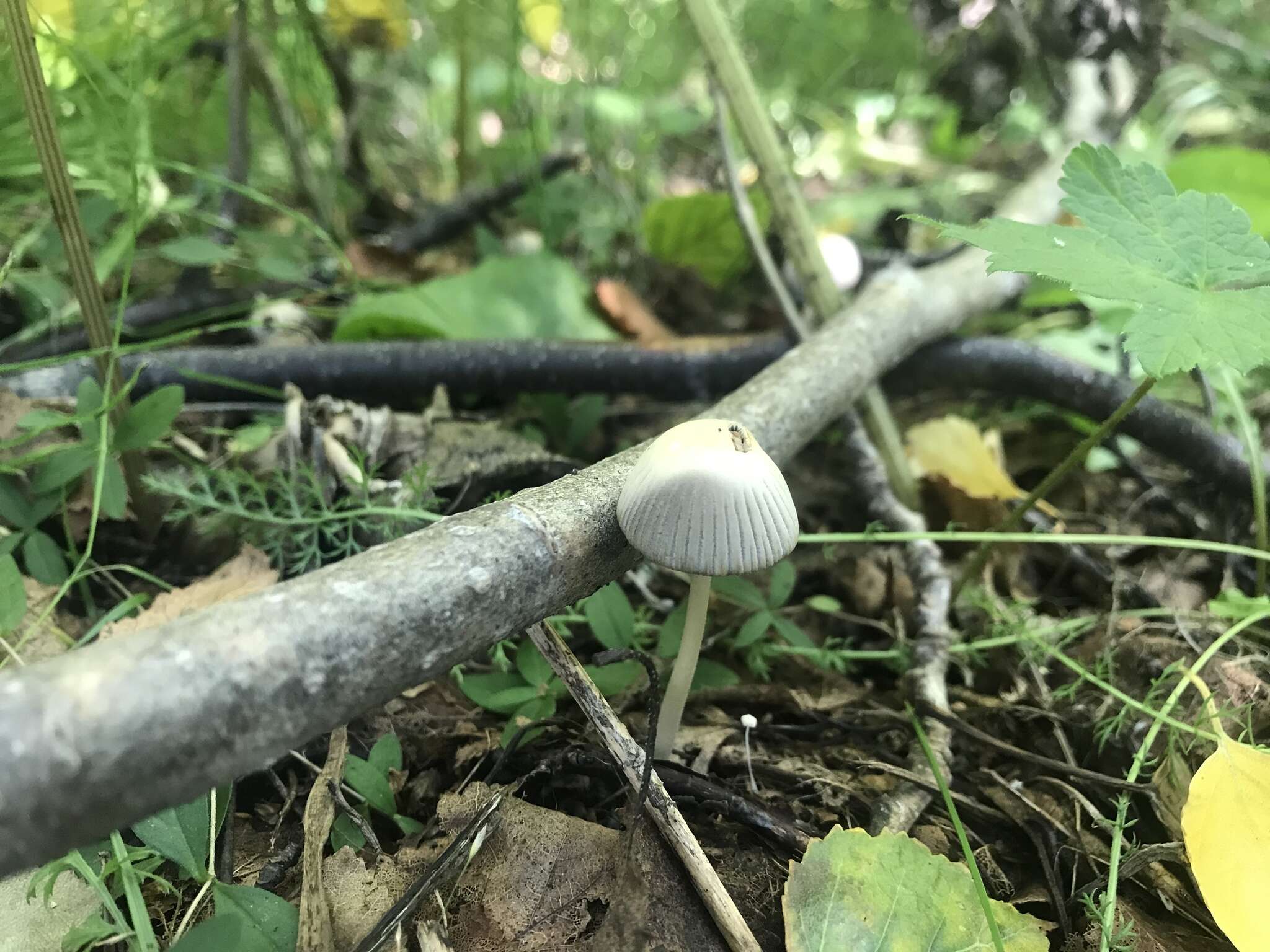 Image of Coprinellus impatiens (Fr.) J. E. Lange 1938