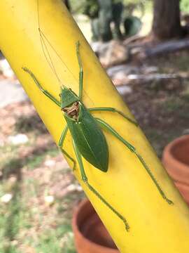 Image of western true katydids