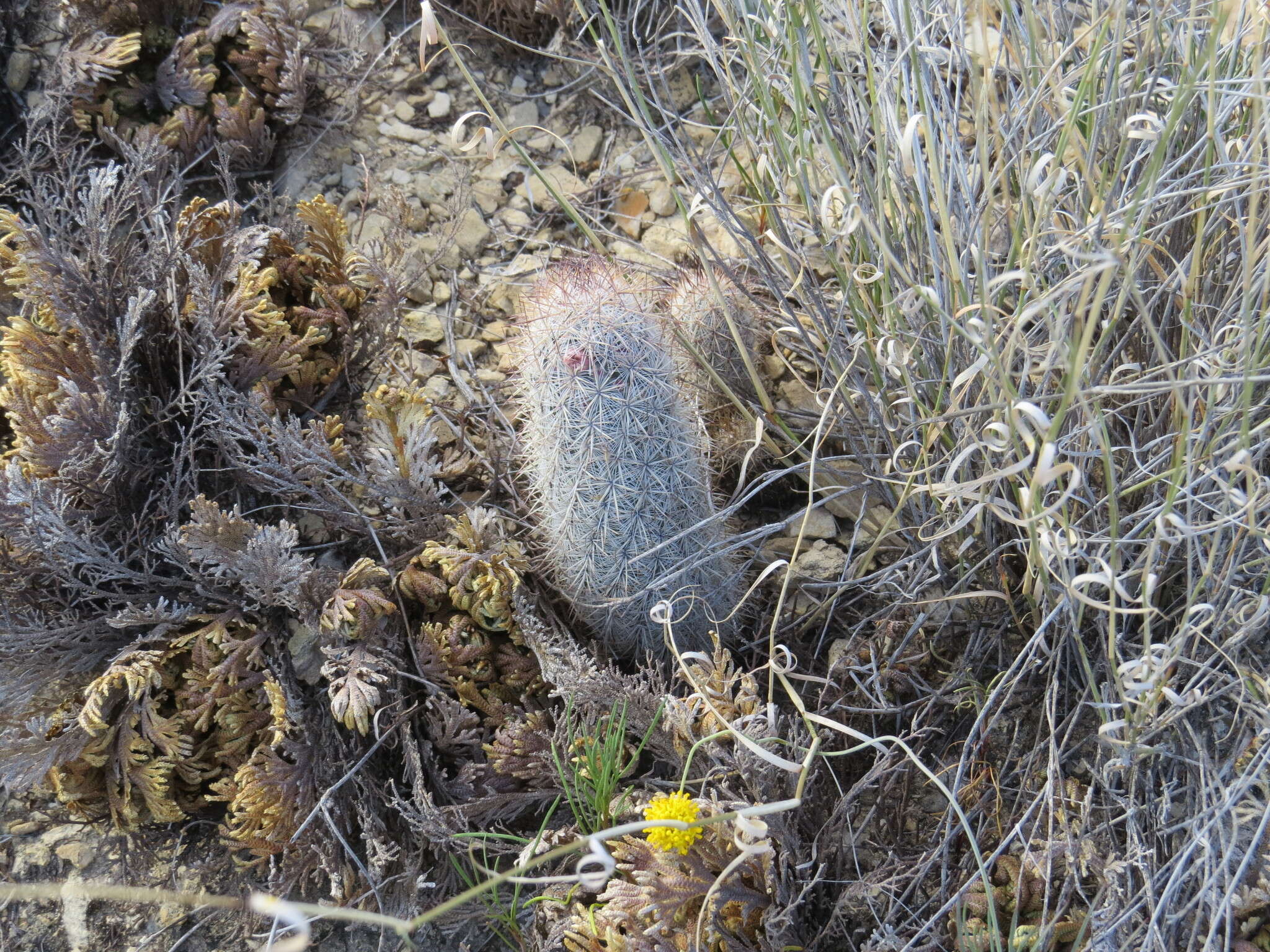 صورة Mammillaria pottsii Scheer ex Salm-Dyck