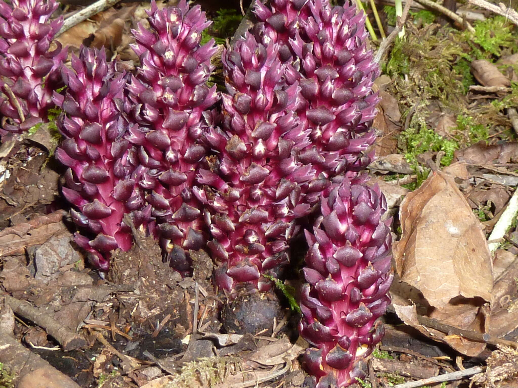 Image of Vancouver groundcone