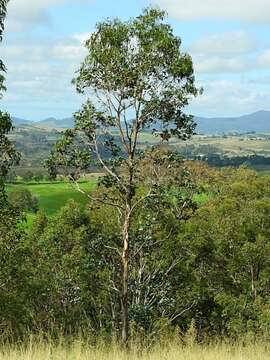 Image of Tasmanian bluegum